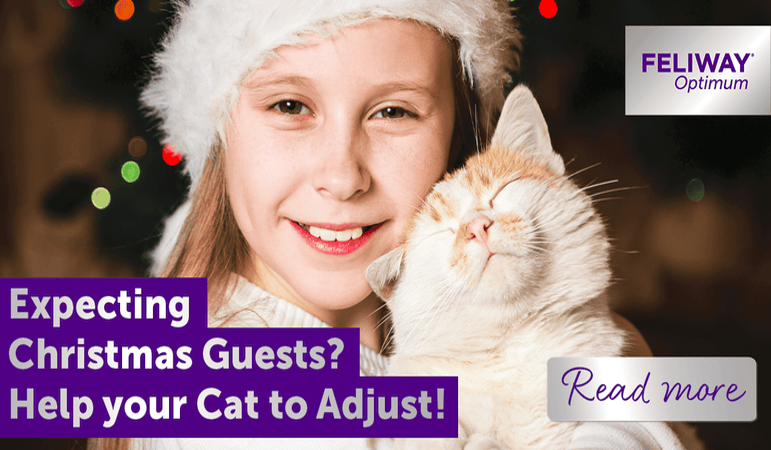 Expecting Christmas Guests? Help Your Cat to Adjust!