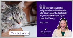 Senses and Our Cats with Happy Cat Expert: Part 1 - Vision in Cats