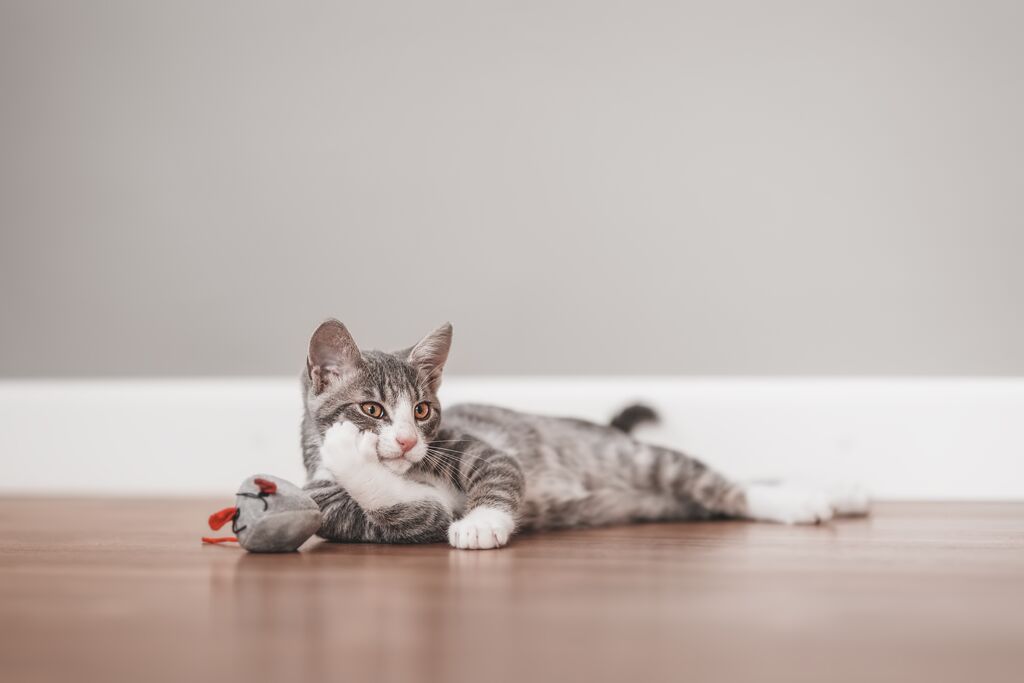 Comment bien Jouer avec Son Chat: jouets, Conseils et Astuces pour un Chat Heureux et Equilibré