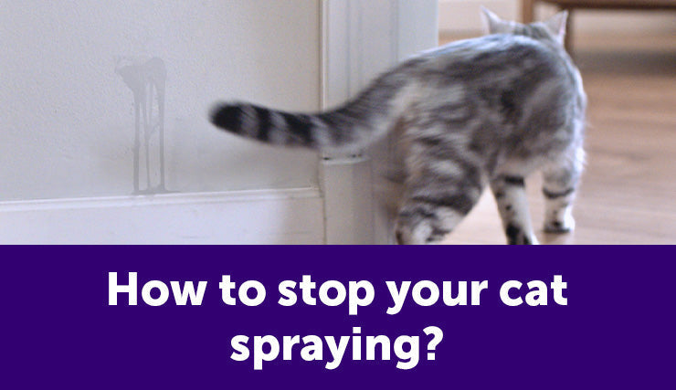 How to stop a cat from peeing indoors, Happy Cat Expert