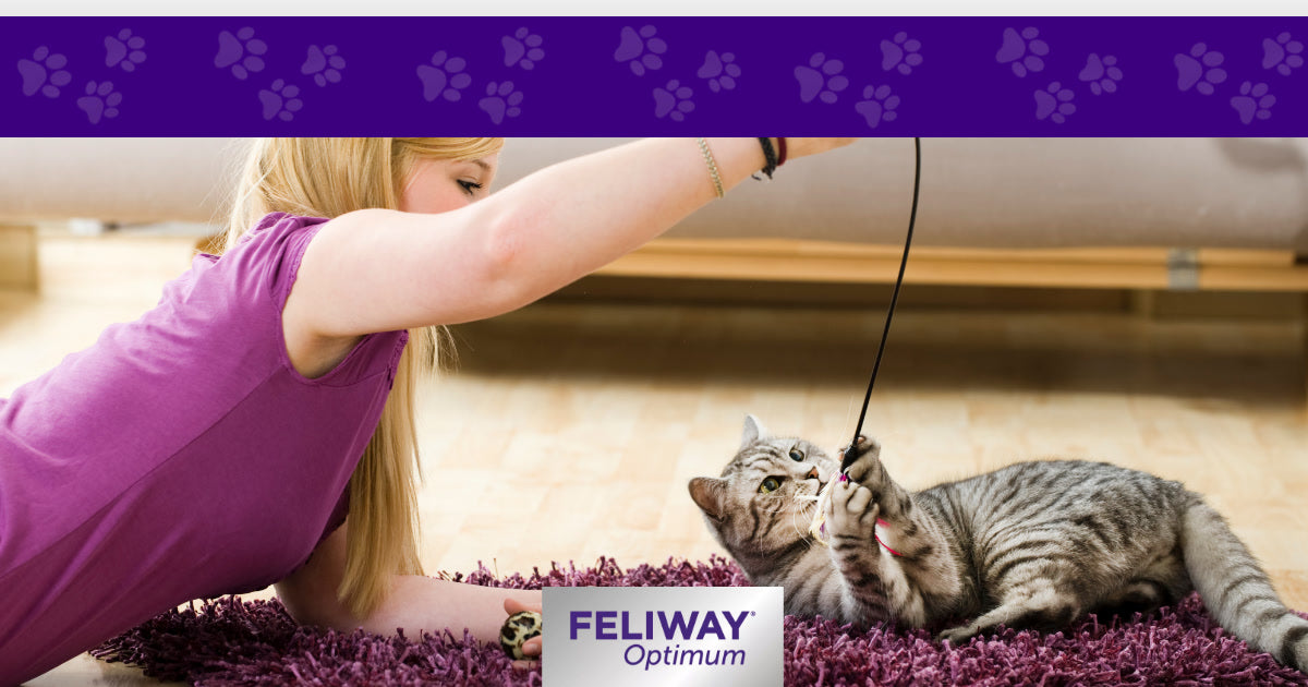 A Day in the Life of a Cat in Summer: A Kitty’s Point of View!
