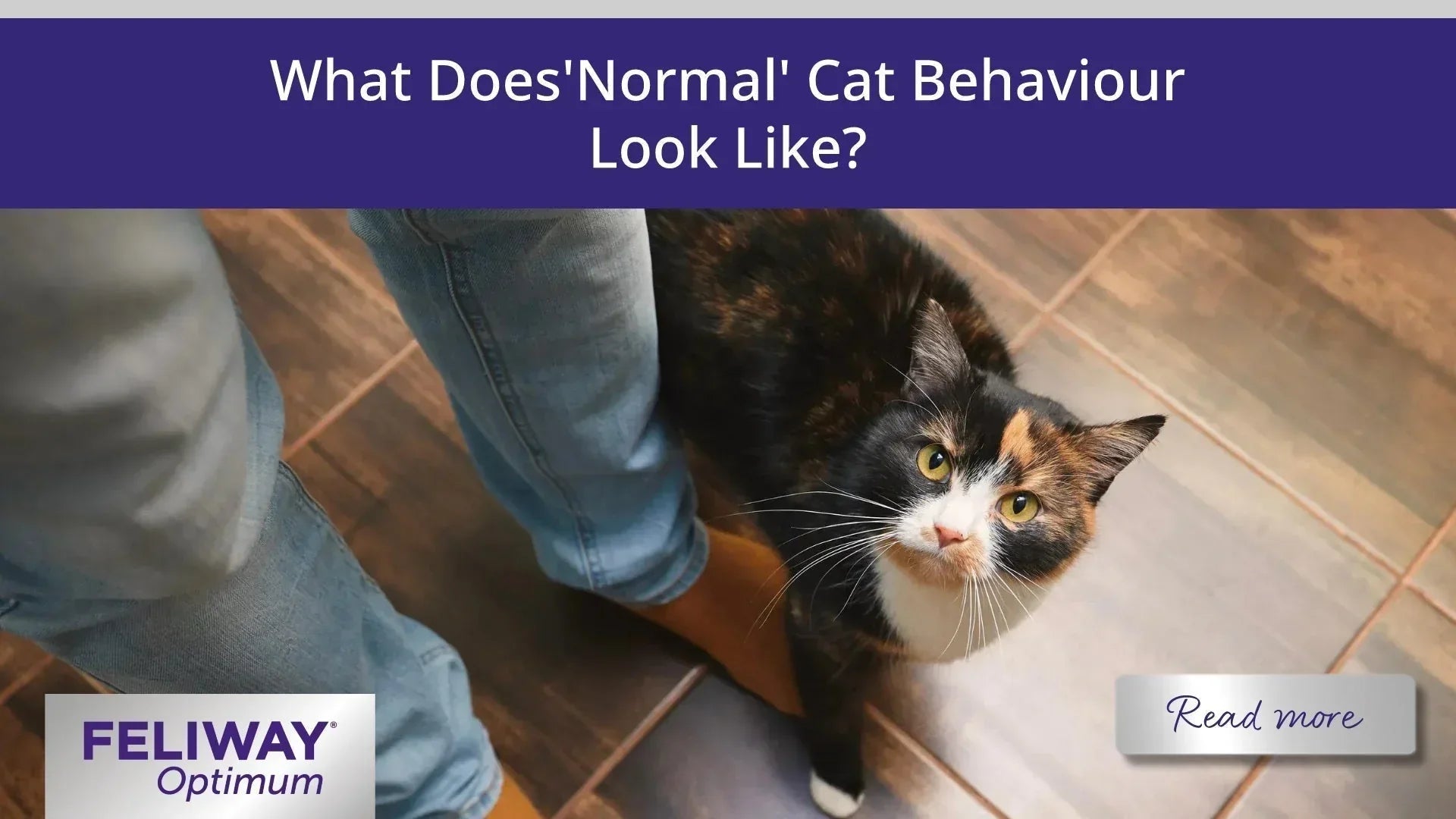 What Does 'Normal' Cat Behaviour Look Like?