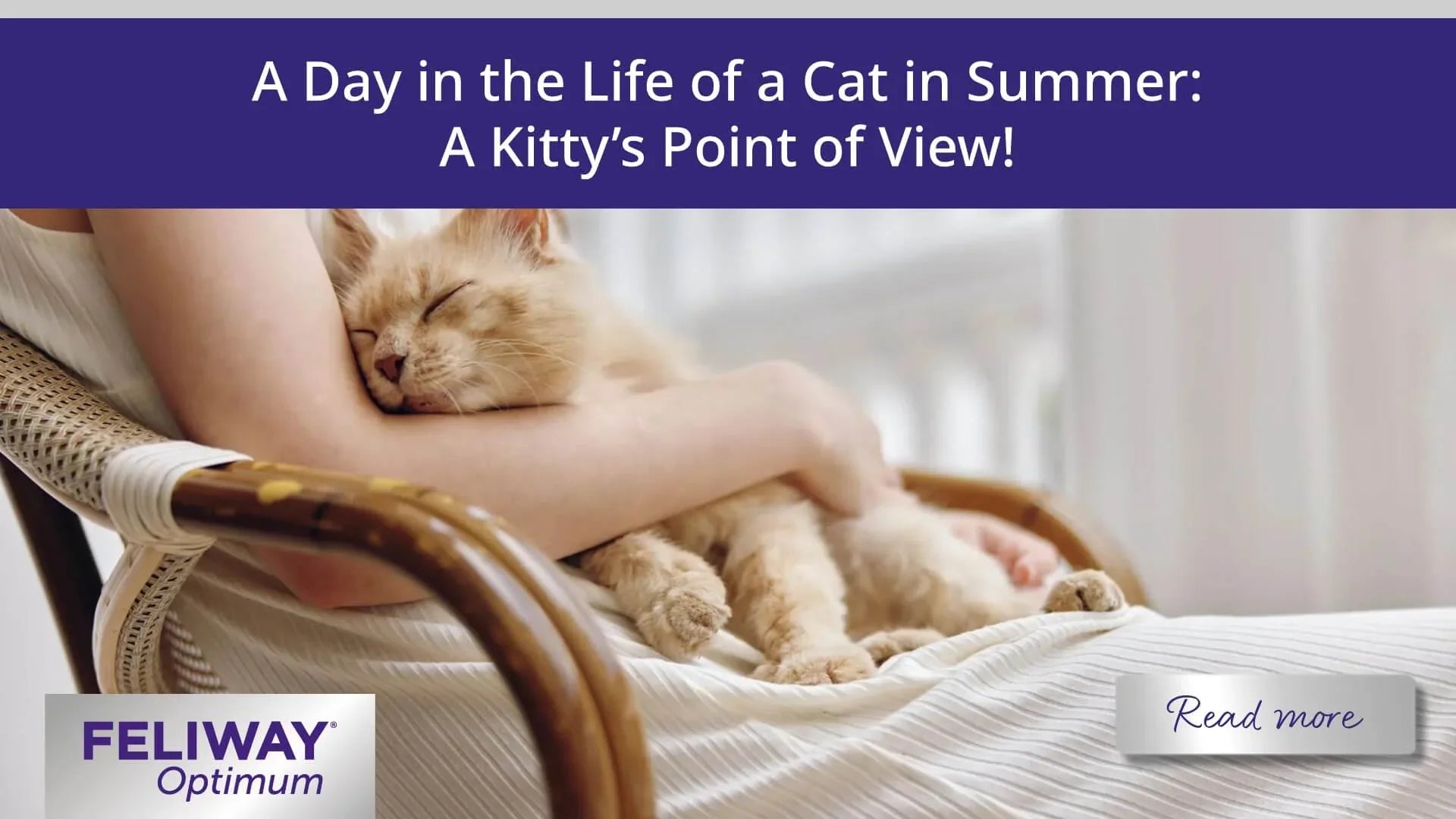 A Day in the Life of a Cat in Summer: A Kitty’s Point of View!