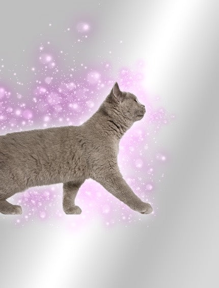 Gray cat on a light gray background with pink sparkles
