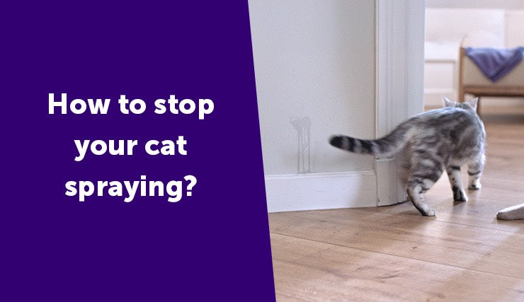 WATCH: How to Stop Your Cat Spraying