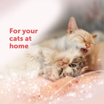 FELIWAY Friends - Starter Kit